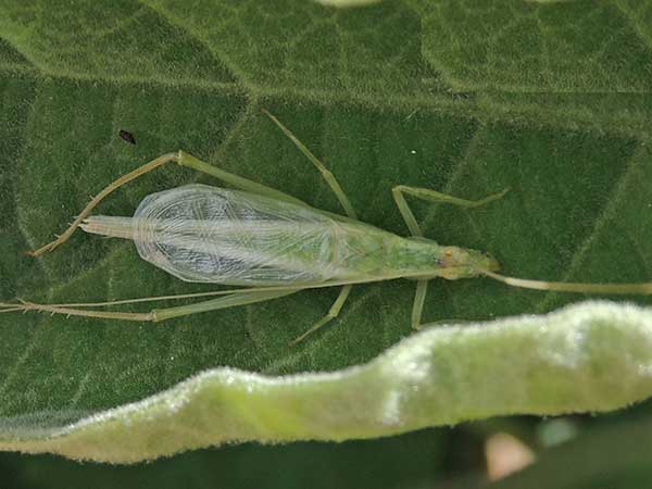 a tree cricket, subfamily Oecanthinae, from Taita Hills, Kenya, photo © by Michael Plagens