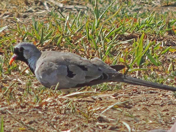 Namaqua Dove, Oena capensis, photo © by Michael Plagens.