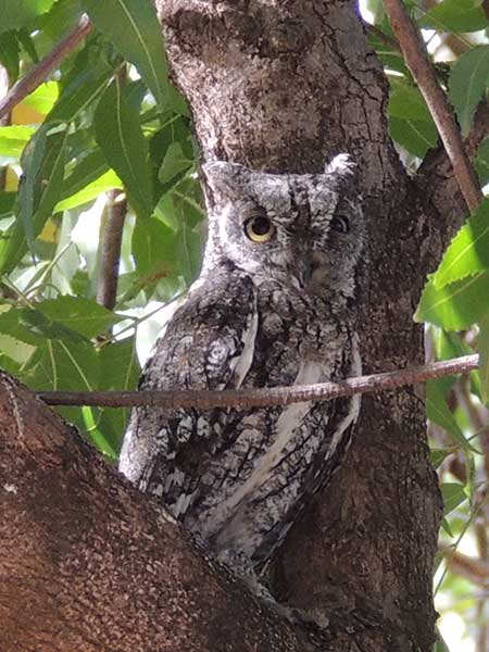 African Scops Owl, Otus senegalensis, photo © by Michael Plagens.