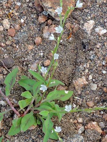 Oxygonum in semi-arid scrub near Voi photo © by Michael Plagens