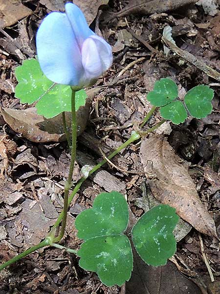 Shamrock Pea, Parochetus communis, from Kenya, photo © by Michael Plagens