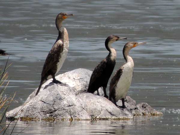 Great Cormorant, Phalacrocorax carbo, photo © by Michael Plagens