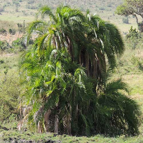 Date Palm, Phoenix reclinata, by Michael Plagens