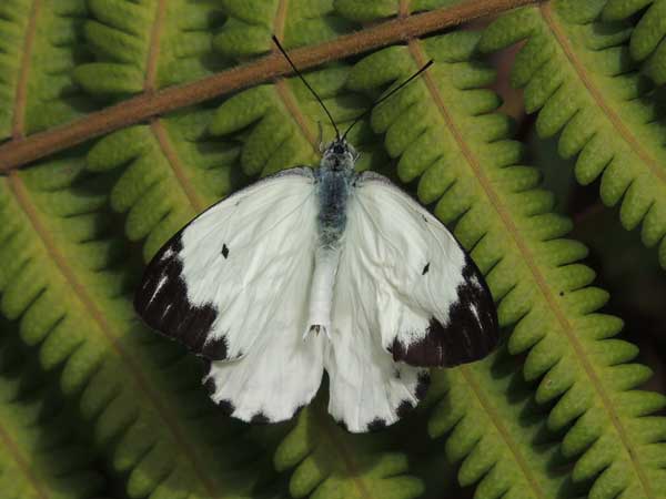 African White, Belenois sp, from Nairobi, Kenya, July 2014. Photo © by Michael Plagens