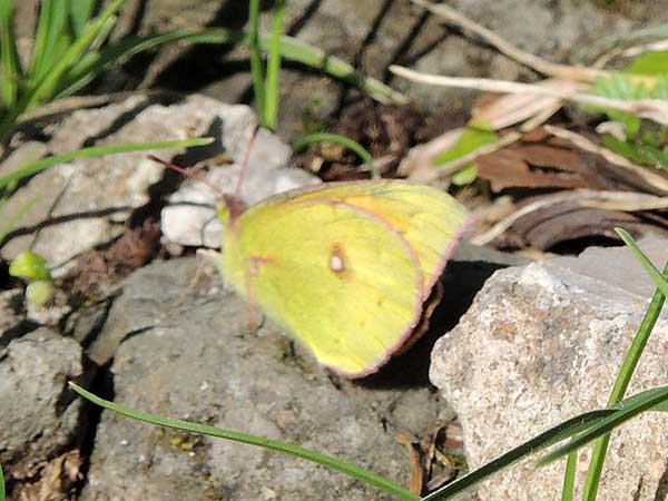 a sulfur butterfly, Colias electo, from Mt. Kenya, June 2017. Photo © by Michael Plagens