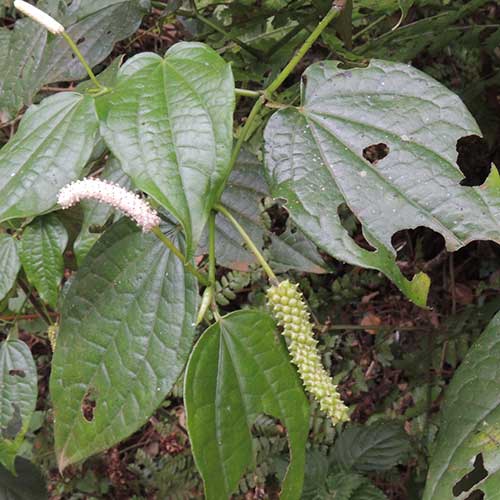 Wild Pepper, Piper capense, photo © by Michael Plagens