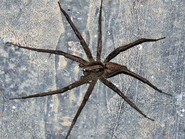 a nursery web spider, Pisauridae, Lake Baringo, Kenya. Photo © by Michael Plagens