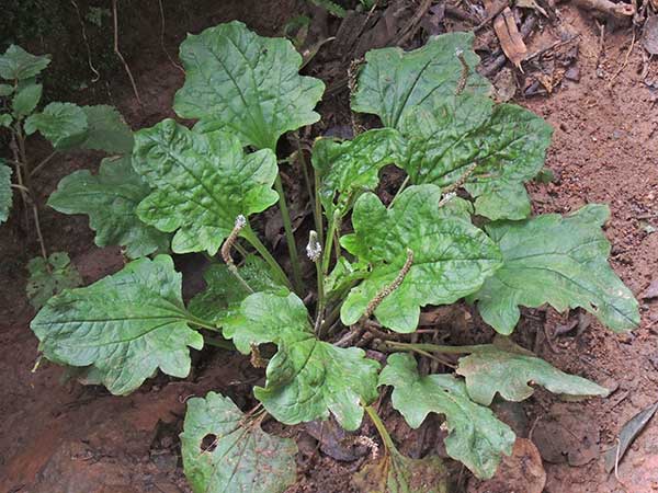 Palm-leaved Plantain, Plantago palmata, Kenya, photo © by Michael Plagens