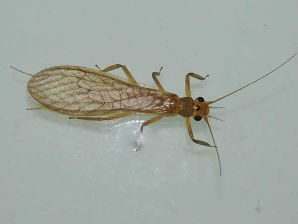 a stonefly, Plecoptera, Perlidae, from Kakamega Forest, Kenya. Photo © by Michael Plagens