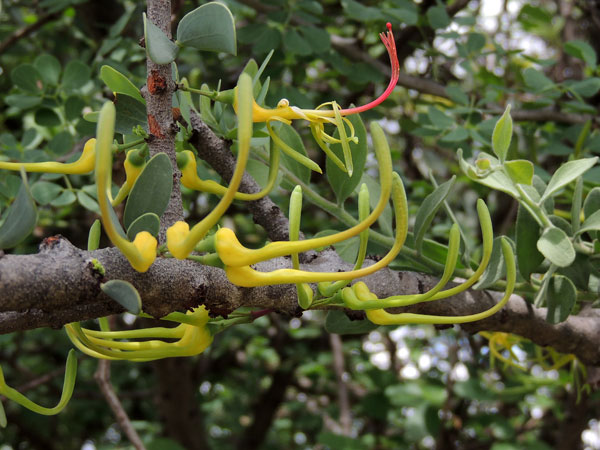 a Loranthaceae, possibly Plicosepalus, photo © by Michael Plagens