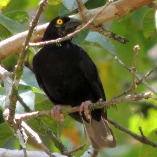 Vieillot's Black Weaver, Ploceus nigerrimus, photo © by Michael Plagens.