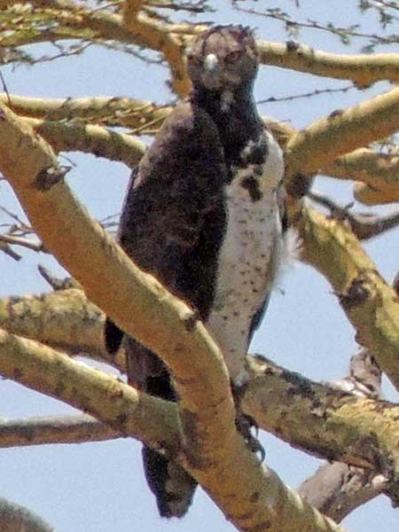 Martial Eagle, Polemaetus bellicosus, photo © by Michael Plagens