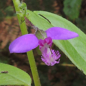 Polygala, Polygalaceae, photo © by Michael Plagens
