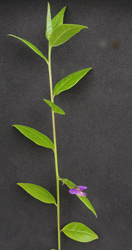Polygala, Polygalaceae, photo © by Michael Plagens