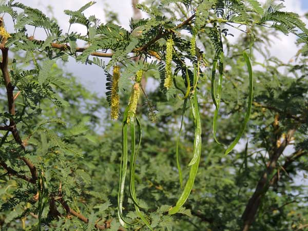 Prosopis juliflora, American Mesquite, Kenya, photo © by Michael Plagens