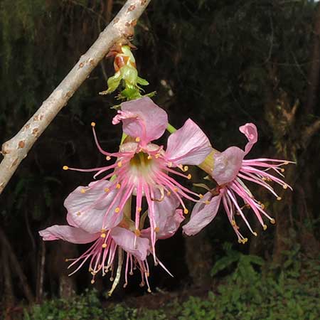 Prunus cerasoides in Kenya photo © by Michael Plagens