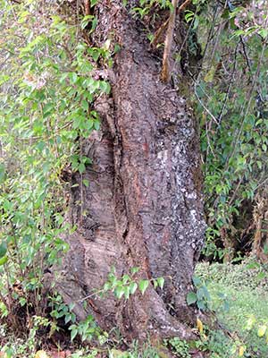 Prunus cerasoides in Kenya photo © by Michael Plagens