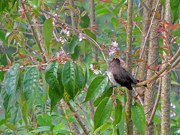 Prunus cerasoides in Kenya photo © by Michael Plagens