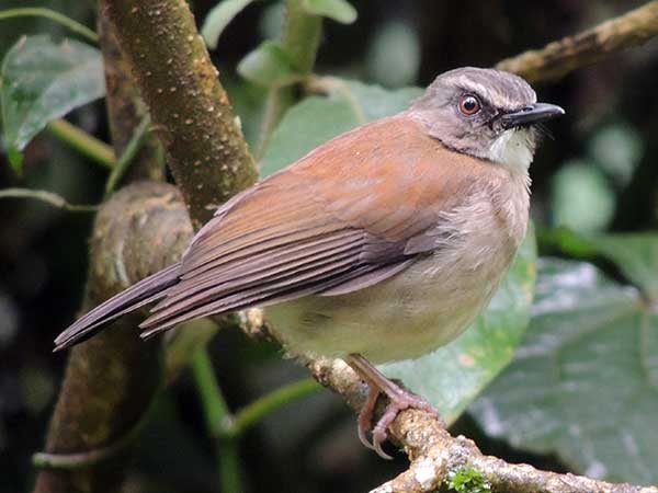 Brown-chested Alethe, Pseudalethe poliocephala, photo © by Michael Plagens.