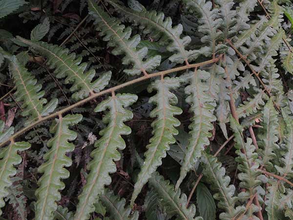 Pteris fern, photo © by Michael Plagens