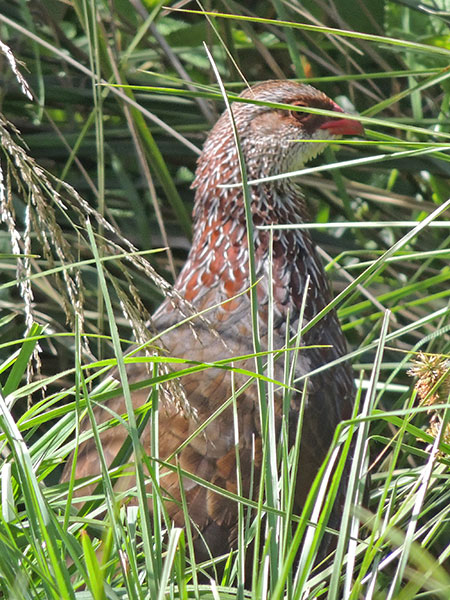 Jackson's Francolin, Francolinus jacksoni, photo © by Michael Plagens