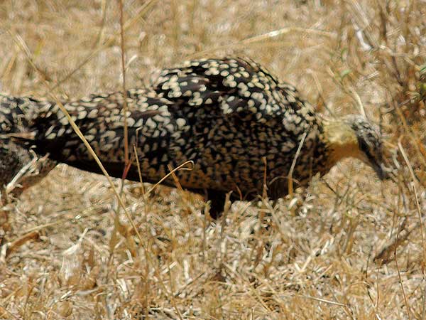 Yellow-throated Sandgrouse, Pterocles gutturalis, photo © by Michael Plagens.