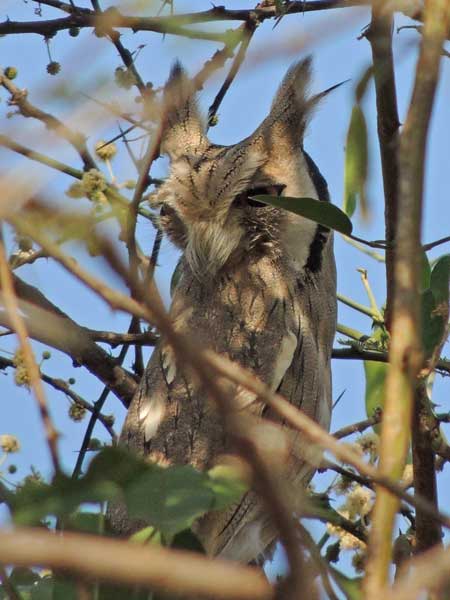 Northern White-faced Owl, Ptilopsis leucotis, photo © by Michael Plagens.