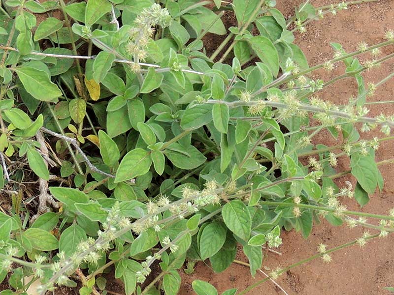 Pupalia lappacea in Kenya, photo © by Michael Plagens