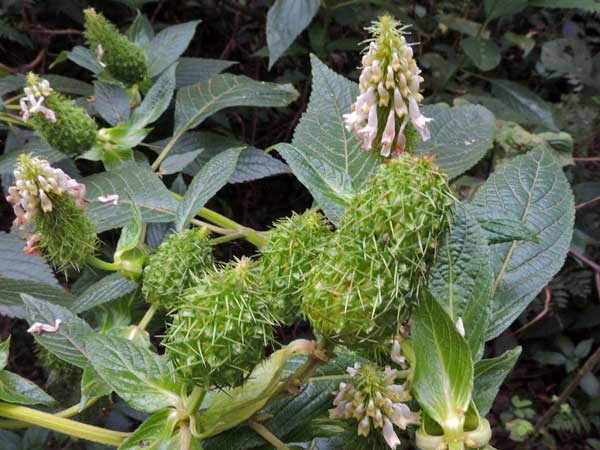 a mint, Pycnostachys sp. with prickly inflorescence from Kenya, photo © by Michael Plagens