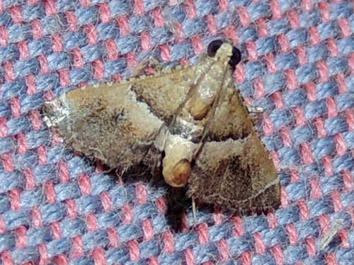 a Pyralidae moth from Rift Valley, Kenya, Oct. 2016. Photo © by Michael Plagens