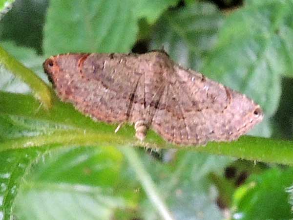 a Pyralidae moth from Kakamega Forest, Kenya, Oct. 2016. Photo © by Michael Plagens