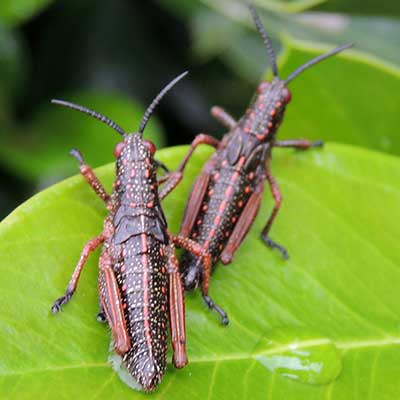 a Pyrgomorphidae grasshopper observed at Taita Hills, Kenya, Oct. 14, 2010. Photo © by Michael Plagens