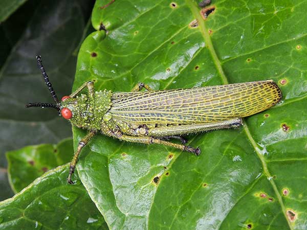 a Pyrgomorphidae grasshopper observed at Taita Hills, Kenya, Oct. 14, 2010. Photo © by Michael Plagens