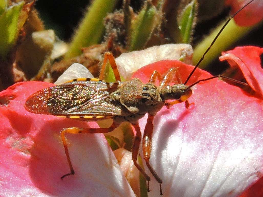 Reduviidae from Mahakos, Kenya. Photo © by Michael Plagens