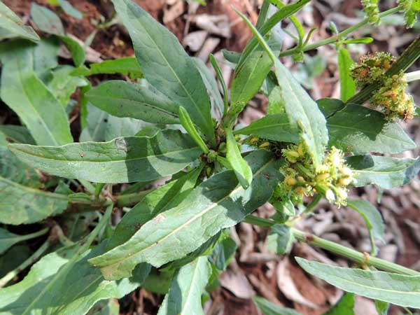 Rumex nepalensis, R. bequaertii, photo © by Michael Plagens