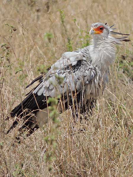 Secretarybird, Sagittarius serpentarius © by Michael Plagens.