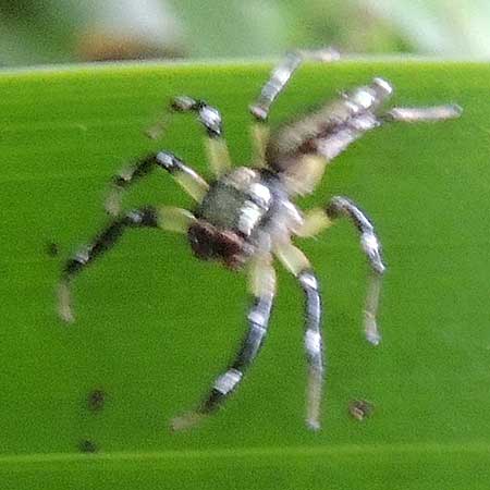 a silvery jumping spider, Salticidae, Kenya. Photo © by Michael Plagens