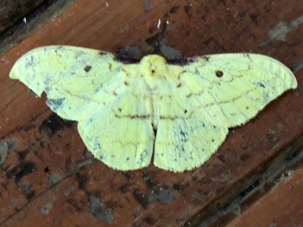 Tagoropsis Saturniidae moth from Kenya. Photo © by Michael Plagens