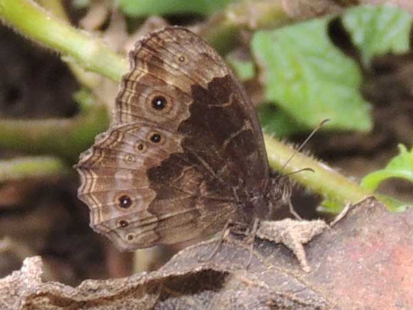 Satyr Butterfly, pssibly Bicyclus dentatus, Kenya. Photo © by Michael Plagens