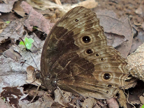 Satyr Butterfly, pssibly Bicyclus dentatus, Mt. Kenya. Photo © by Michael Plagens