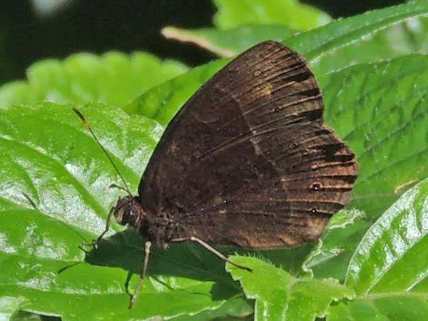 Satyr Butterfly, possibly Bicyclus, Kenya. Photo © by Michael Plagens