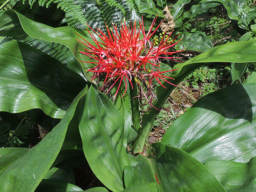 Blood Lily, Scadoxus multiflorus, photo © by Michael Plagens