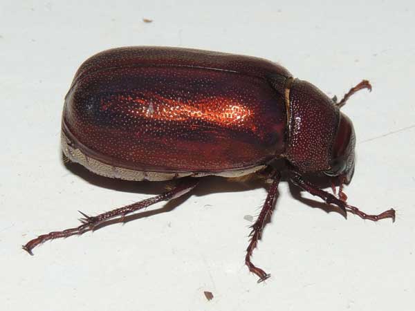 May Beetle, Scarabaeidae, Kakamega, Kenya. Photo © by Michael Plagens