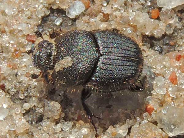 a Dung Beetle from Machakos, Kenya. Photo © by Michael Plagens