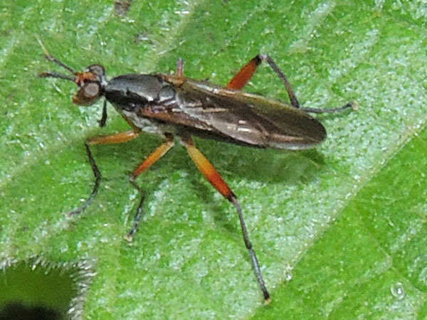 a march fly, Sciomyzidae, Mt Kenya Forest Reserve, Kenya. Photo © by Michael Plagens