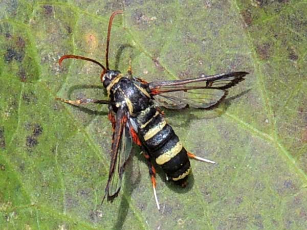 a Sesiidae from a farm in Kenya, Africa. October 2016. Photo © by Michael Plagens