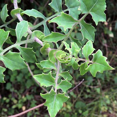 a composite vine, Solanecio angulatus, Kenya, photo © by Michael Plagens