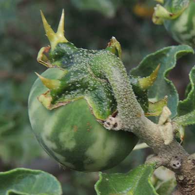 Solanum from near Machakos, Kenya, photo © by Michael Plagens