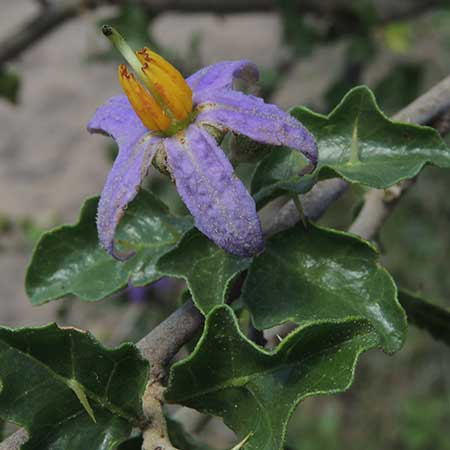 Solanum from near Machakos, Kenya, photo © by Michael Plagens