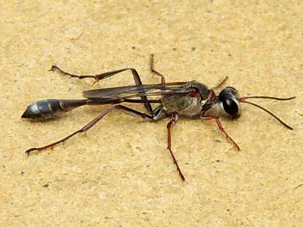 Thread-waisted Wasp, Sphecidae, Kenya. Photo © by Michael Plagens